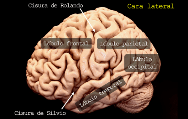 Neuroanatomía: Cisura de Rolando o Surco Central y Cisura de Silvio o