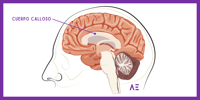 Cuerpo Calloso: Conexión, Función y Relevancia Evolutiva