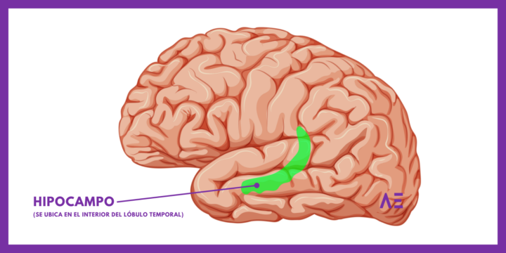 hipocampo cerebral